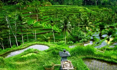 ubud tour