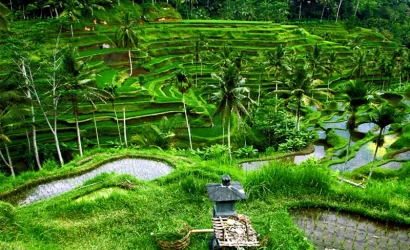 ubud tour