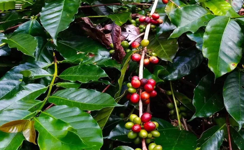 bali coffee Plantation