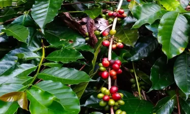 bali coffee Plantation