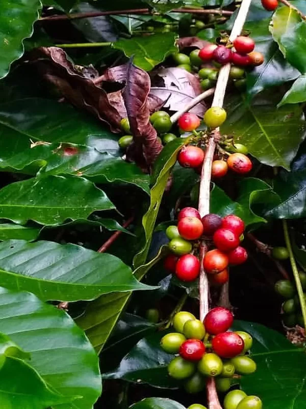 bali coffee Plantation