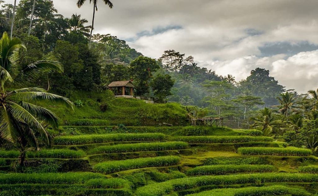 tegalalang rice terrace