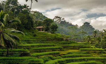 tegalalang rice terrace