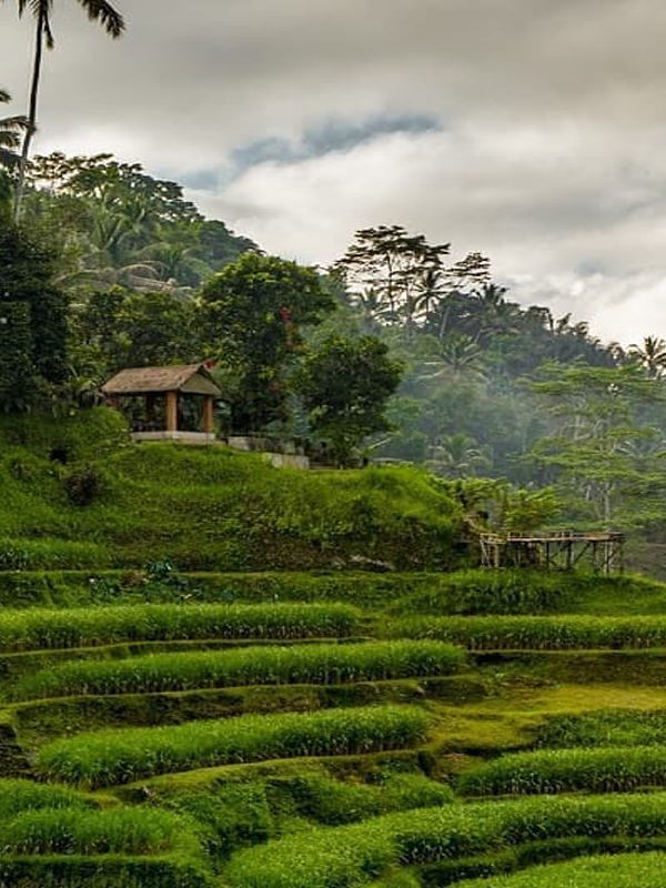 tegalalang rice terrace