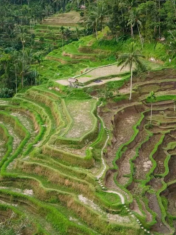 mount batur bali sunrise trekking
