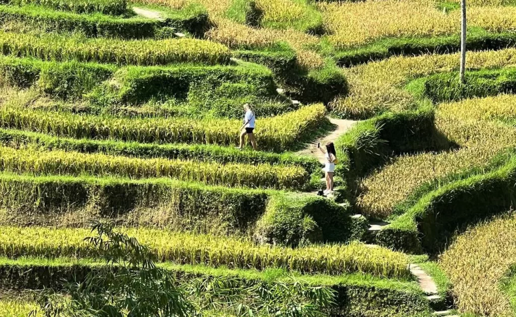 ubud waterfall tour