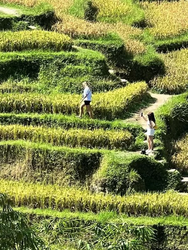 ubud waterfall tour