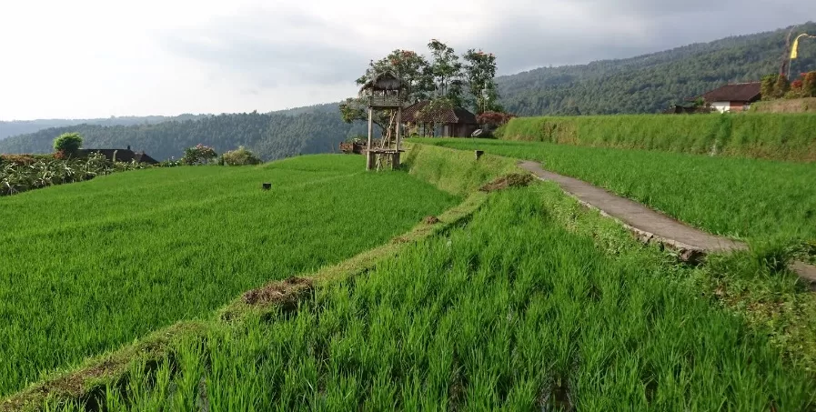 things to do in munduk