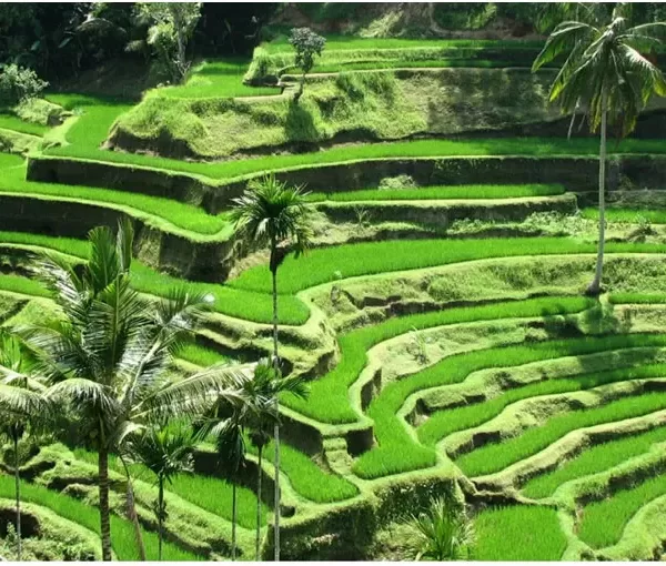ubud