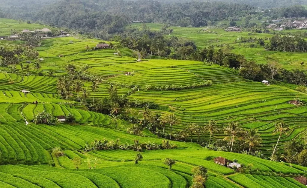 jatiluwih rice terrace