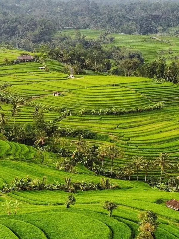 jatiluwih rice terrace