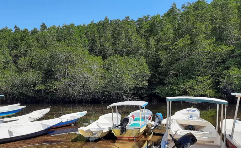 mangrove forest 768x473