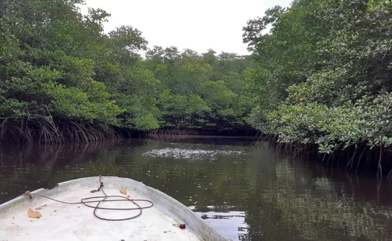 mangrove nusalembongan 768x473