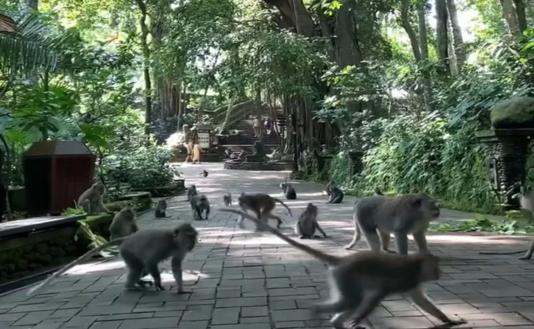 monkey forest ubud1 768x473